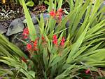 Crocosmia Lucifer