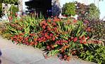 Crocosmia Lucifer