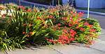 Crocosmia Lucifer