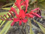 Crocosmia Lucifer