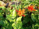 Crocosmia Lucifer