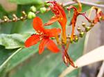 Crocosmia Lucifer