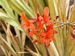 Crocosmia Lucifer