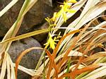 Crocosmia Yellow