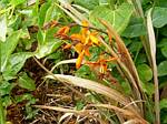 Crocosmia Bicolor