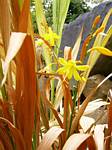 Crocosmia Yellow