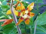 Crocosmia Bicolor