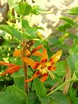 Crocosmia Bicolor