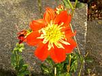 Dahlia