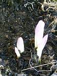 Colchicum