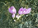 Colchicum