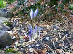 Fall Crocus
