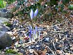 Fall Crocus