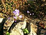 Fall Crocus