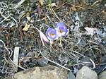 Fall Crocus