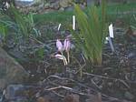 Fall Crocus
