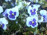 Pansy (Viola)