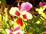 Pansy (Viola)