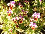 Pansy (Viola)