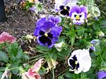 Pansy (Viola)