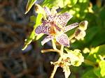 Tricyrtis