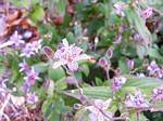 Tricyrtis