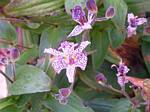 Tricyrtis