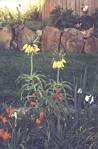 Crown Imperial (fritillaria)