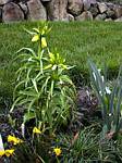 Crown Imperial (fritillaria)