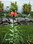 Crown Imperial (fritillaria)