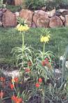 Crown Imperial (fritillaria)