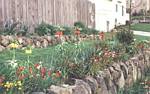 Crown Imperial (fritillaria)