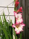 Gladiolus