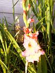 Gladiolus