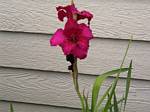 Gladiolus