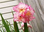 Gladiolus