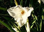 Gladiolus
