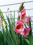 Gladiolus