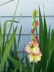 Gladiolus