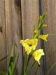 Gladiolus