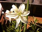 Lily