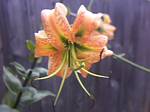 Lily