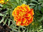 Marigold