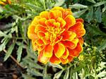 Marigold