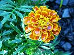 Marigold