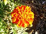 Marigold