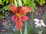 Blackberry Lily