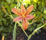 Blackberry Lily