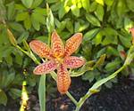 Blackberry Lily