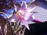 Crinium Powellii Lily